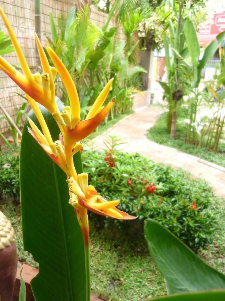 Angkor Reas Guesthouse Siem Reap Extérieur photo